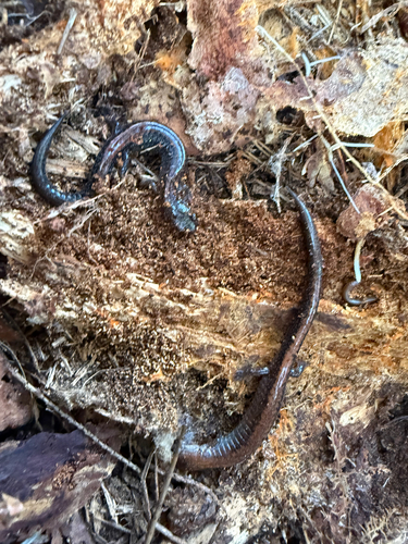 Eastern Red-backed Salamander