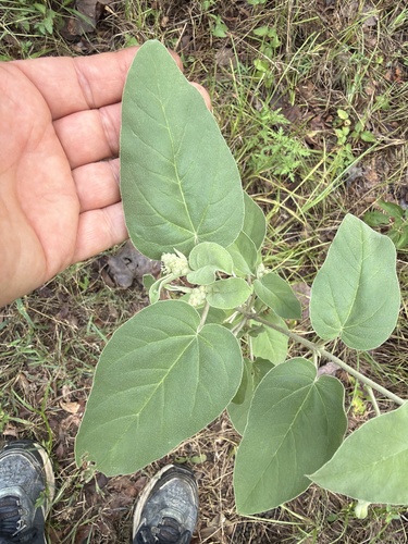 Lindheimer's Doveweed