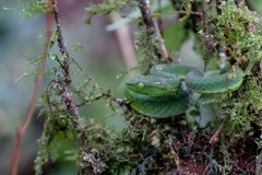Trimeresurus sabahi