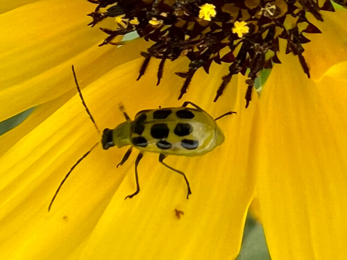 Spotted Cucumber Beetle