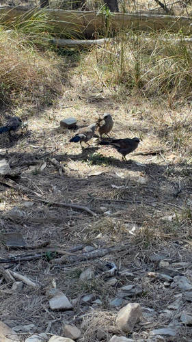 Apostlebird