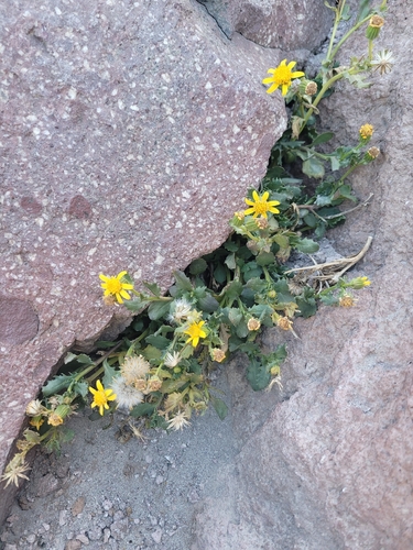 Senecio fremontii observed 2026-10-03
