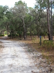 Sciurus niger shermani