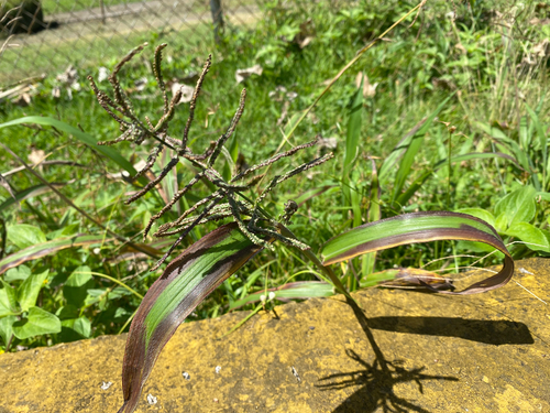 Paspalum paniculatum observed 2026-10-04