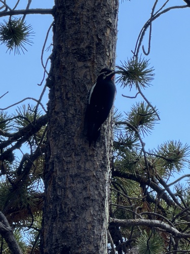 Williamson's Sapsucker