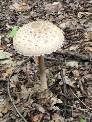 Macrolepiota procera