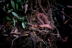 Craspedocephalus andalasensis