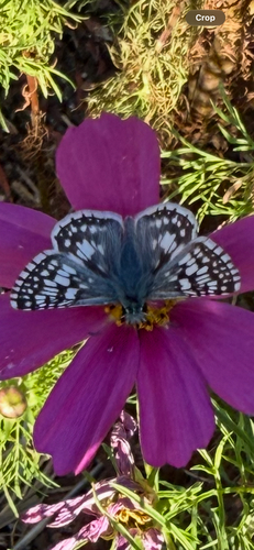 Common Checkered-Skipper