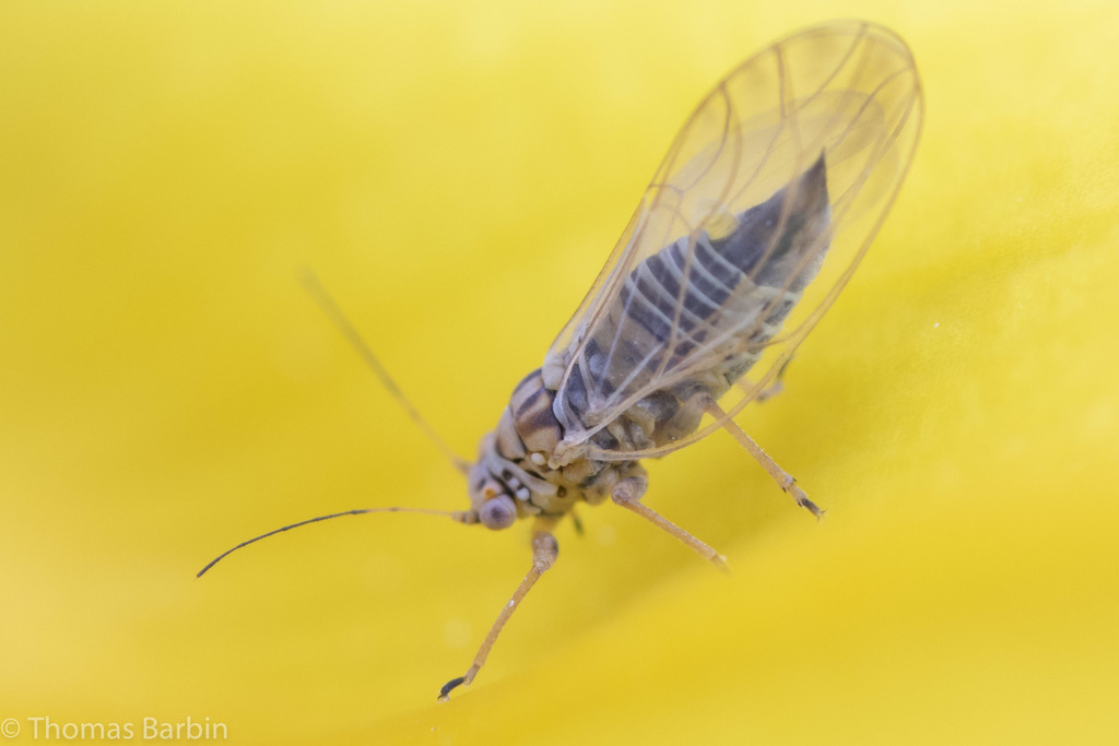 Arytainilla