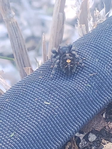 Bold Jumping Spider