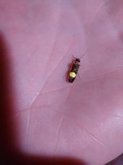 Photinus signaticollis