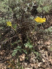 Pseudocymopterus
