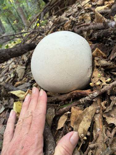 giant puffball