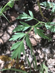 Pseudocymopterus