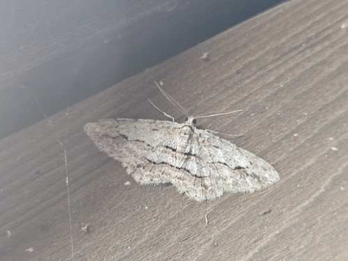 Didymoctenia exsuperata
