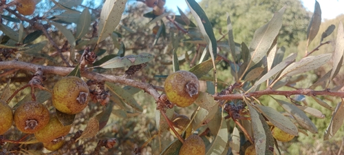 Almond-leaved pear
