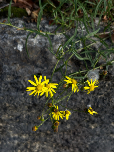 Narrow-leaved Ragwort