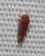 Neozygina apacha