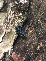 Metacyrba