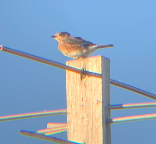 Eastern Bluebird