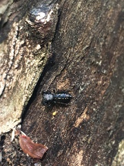 Metacyrba