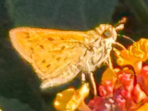 Fiery Skipper