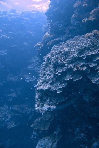 Chromis iomelas observed 2026-09-14