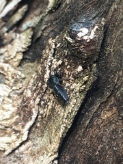 Metacyrba