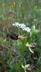 Ophrys sphegodes atrata