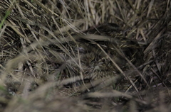 Coturnix japonica