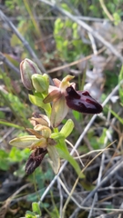 Ophrys sphegodes atrata