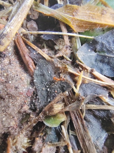 Golden Fire Ant
