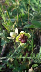 Ophrys bombyliflora