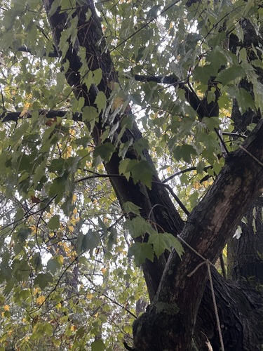 red maple