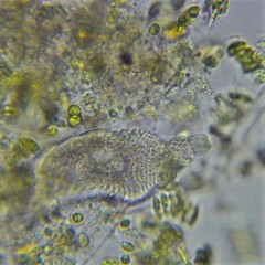 Lacrymaria olor