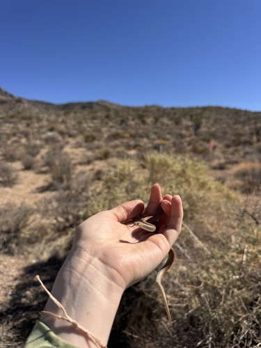 Ground Snake