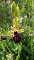Ophrys sphegodes atrata