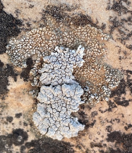 Lobothallia alphoplaca