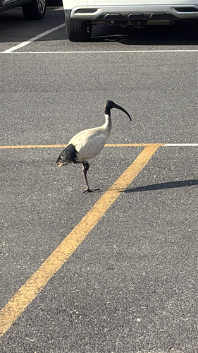 Australian Ibis