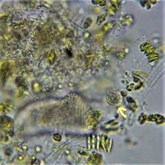 Lacrymaria olor