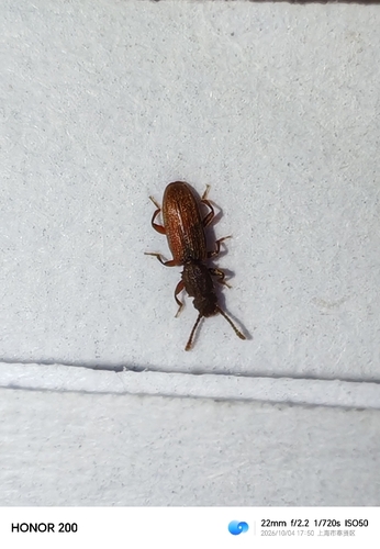Oryzaephilus surinamensis, 2026-10-04