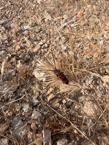 Red and Black Long-horned Beetle