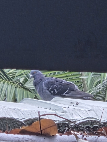 Feral Pigeon