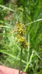 Carex vulpina