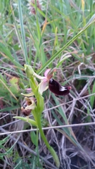 Ophrys bertolonii