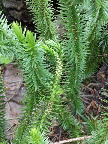 northern firmoss