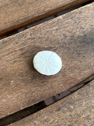 Echinoneus cyclostomus observed 2026-09-27