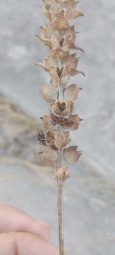 Spilostethus saxatilis