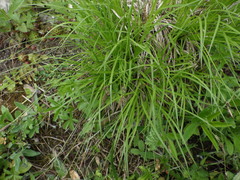 Carex montana