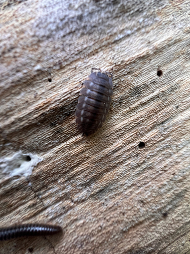 Ratzeburg's Woodlouse